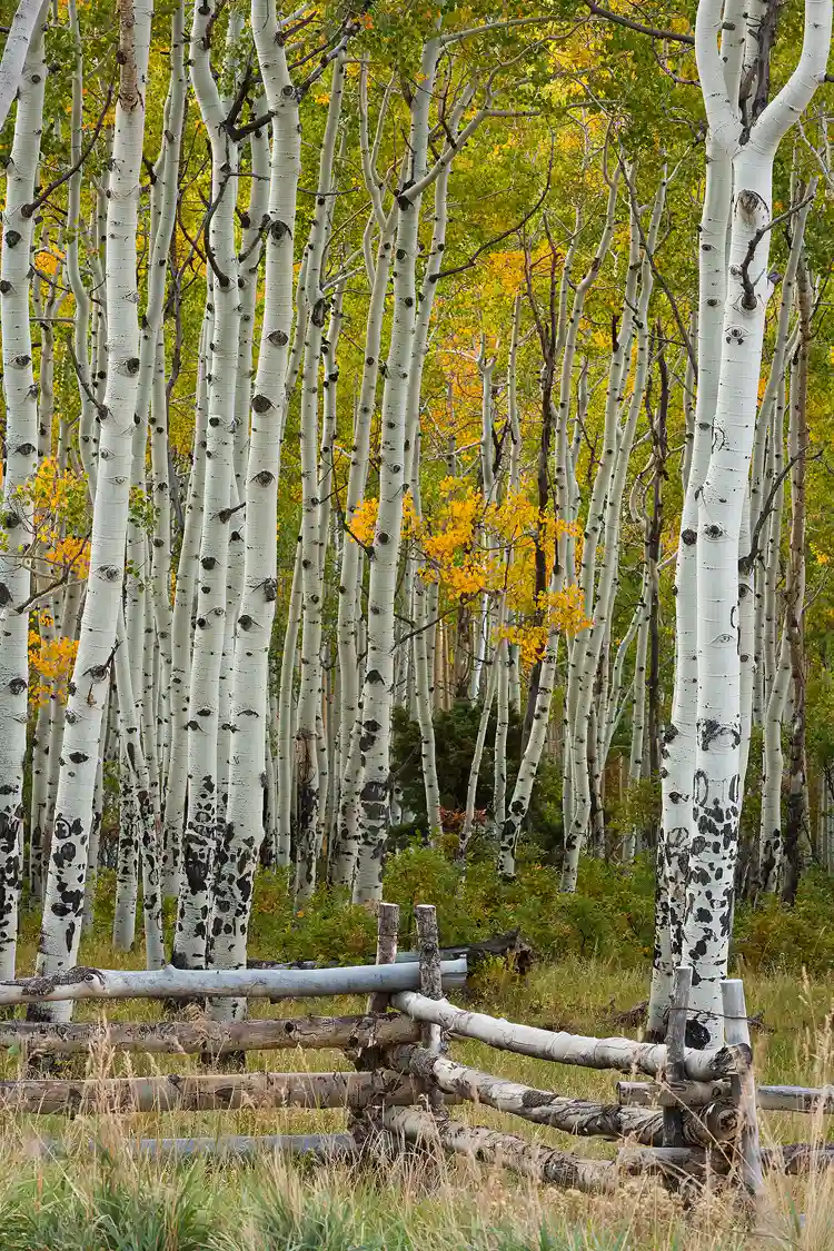 Photography location; This vertical image allows one to peer into the forest of slender aspen trees and enjoy a backdrop of yellow and green leaves. In the bottom of the image a zig zag fence makes it's way through the frame. 
