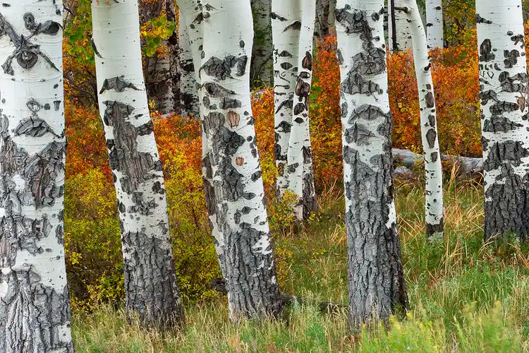 Workshop location; Sturdy aspen trunks stand apart. Their bark bear the scars of winter browsing by deer and elk. Showing between the trunks is a wave of orange and yellow as the bushes behind reveal their autumn colors.