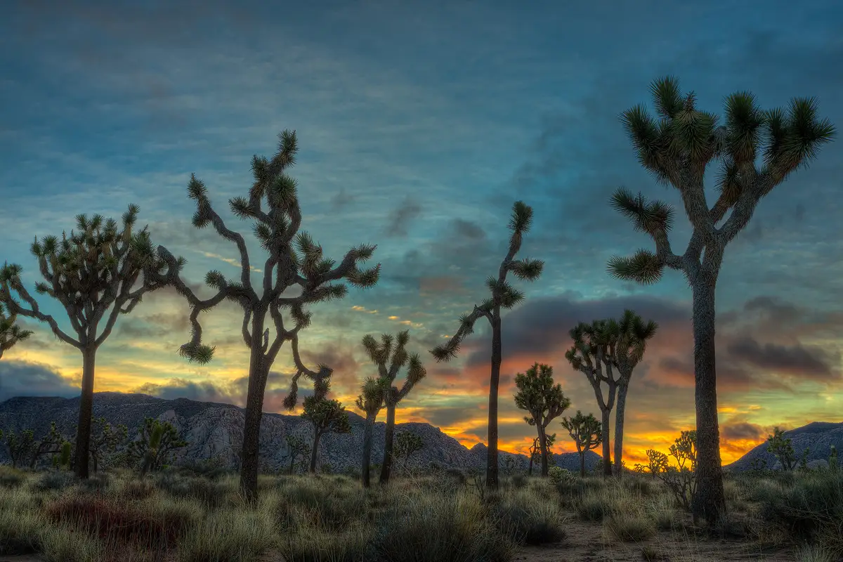 It is dawn, the sun is still below the horizon, but the clouds in the eastern sky are glowing orange, yellow and red. A distant range of mountains is in the background below the sky, in the lower portion of the image. There is a field in the foreground and it is full of dried grass, short shrubs and sand. Growing in this field and filling most of the frame are silhouettes of Joshua trees, their twisted gnarly limbs going this way and that way, the is camera positioned in such a way that the trees rarely overlap in the scene.