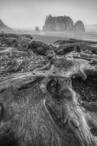 Driftwood on Ruby Beach, Olympic National Park.
