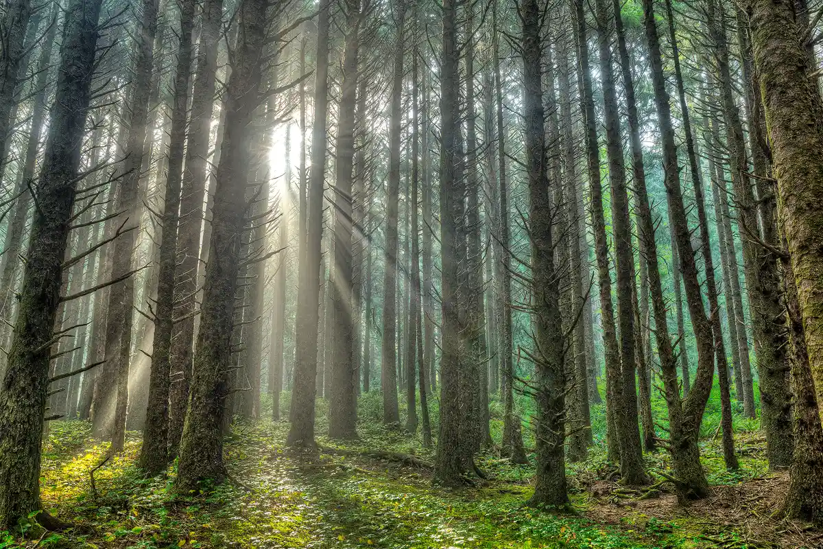 An early morning sun creates light beams as it passes through the forest canopy into the thin fog hanging around the straight, denuded trunks of this pine forest. The view is toward the sun and the beams radiate a full three hundred and sixty degrees around the sun. Several beams make it to the forest floor where they lighten patches of short green vegetation. Many of the trunks, which long ago lost their needles, still have short, dead, stubby branches attached. These create a spiky pattern and give the appearance of protecting their tree's trunk, making the forest seem a bit hostile.