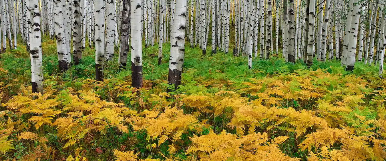 The foreground, bottom half, of this panorama image shows a fern covered forest floor in a small opening of aspen. The ferns at the bottom, closest, have turned yellow while the ones further back, around aspen trunks are still green. The upper half of the image shows a forest of branchless, light toned aspen trunks emanating from the fern covered forest floor.