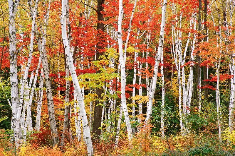 In this captivating autumn scene, slender white birch trunks rise vertically through a vibrant New Hampshire forest, filled with red, orange, and yellow foliage. The trees meander through the frame, creating a sense of movement, while patches of green provide a striking contrast against the fiery autumn colors. Captured by Andy Cook, this serene and colorful landscape highlights the stunning vibrancy of fall foliage in New Hampshire, offering a tranquil glimpse into the season's natural beauty.