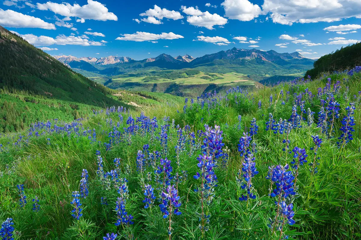 A passing cloud has shaded a mountainside meadow in the foreground, in bottom half of this image. The meadow draws the eye quickly into the scene because it's full of lupine. Above the meadow one sees distant rocky mountains topped by a blue sky with puffy white clouds.