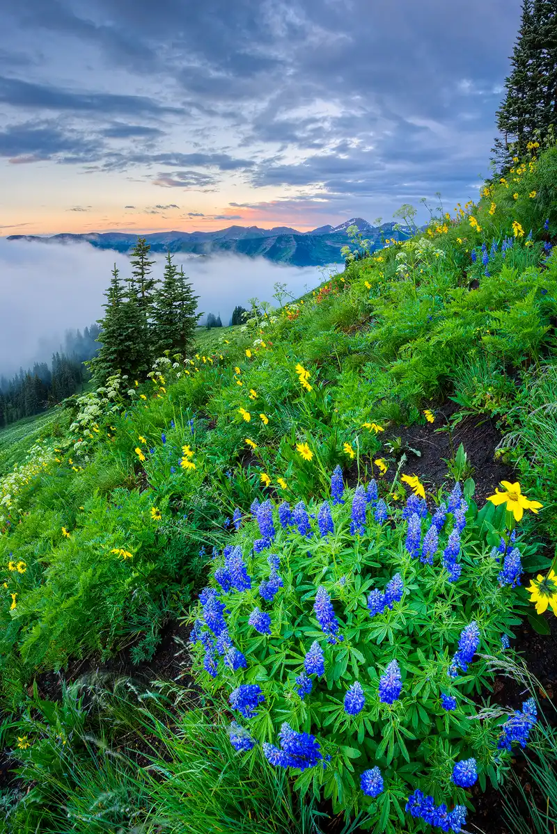 The bottom half of this vertical image shows a wildflower filled alpine meadow that slopes to the left. The meadow has yellow, white, red and blue wildflowers and it's still in morning shade. Filling the bottom right side of the frame, and acting as a viewer entry point for the image, is a large clump of lupine, blue flowers. Above the meadow and in the background is a fog filled valley and past it distant mountains rise into a beautiful, partly cloudy, dawn sky.