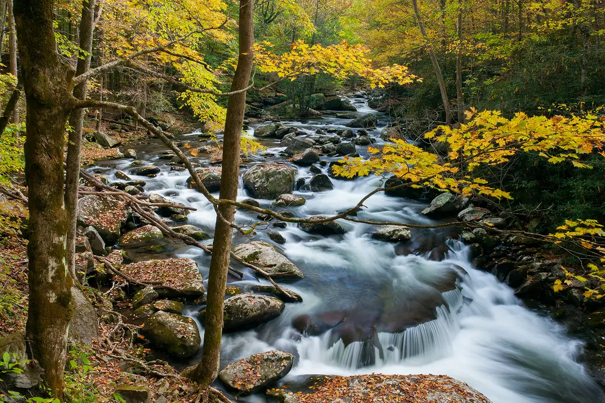 The view is from an elevated position looking down on a wide river flowing through an autumn forest. A few foreground trees and branches nicely frame sections of the river.