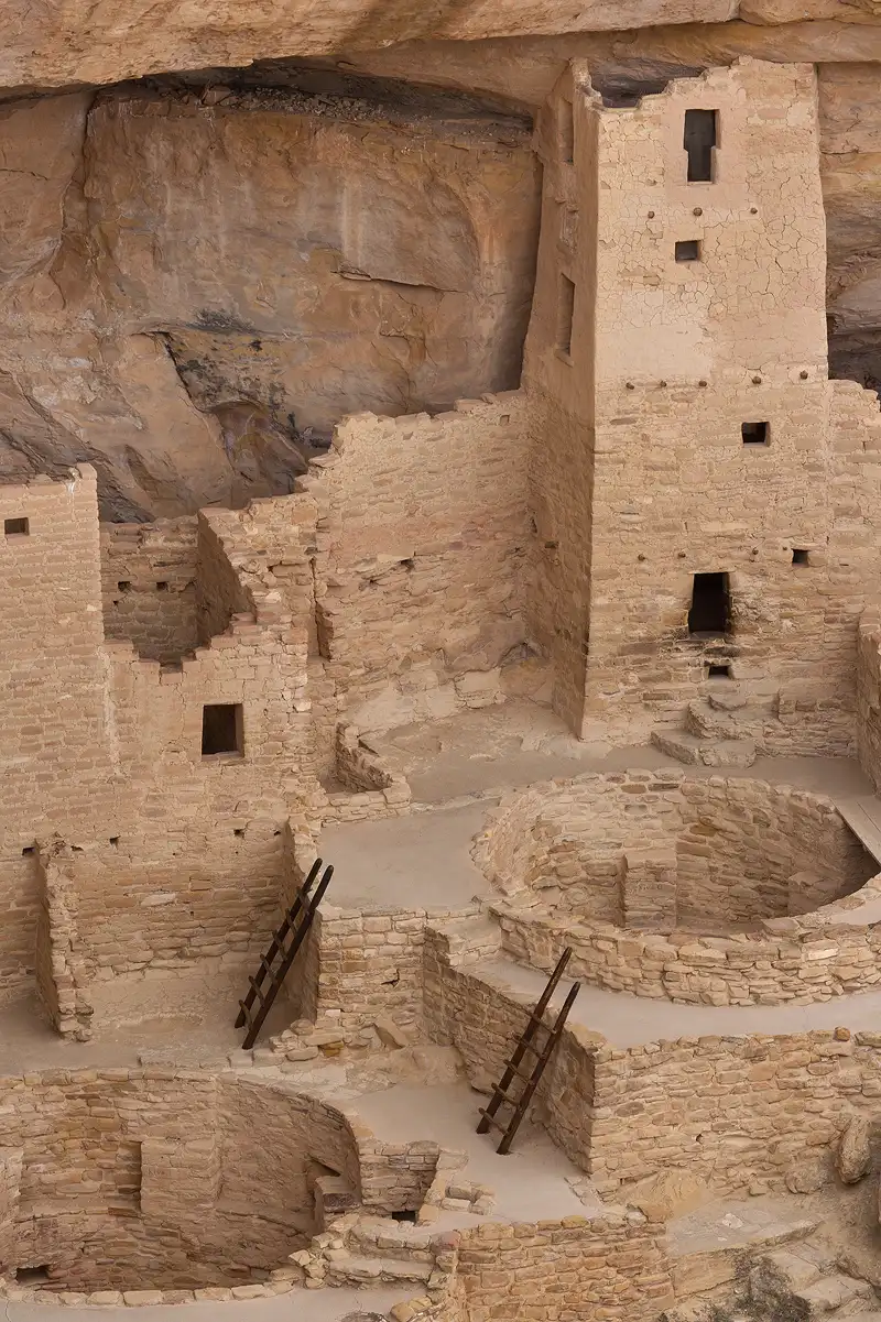 Vertical, long lens photograph looking down into the Cliff Palace ruins in Mesa Verde National Park, Colorado. This image shows two kivas near the bottom, the one on the right is a bit higher than the one on the left. There are two wooden ladders leaned up against the wall between them. Higher up in the frame are taller masonry structures then the cliff overhang.
