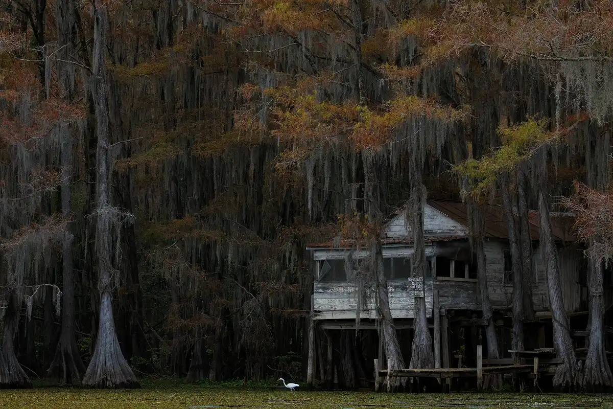 This swamp image is a long lens view showing cypress trees draped in Spanish moss. Nestled into the trees, in the image's lower, right power point, is an old, neglected shack on stilts. It's white paint faded and chipped. It's late in the day and the swamp forest grows darker further in, away from the camera. In front of the cabin, closer to the camera, there is an opening in the trees and it's brighter here. At the bottom middle of the image, in front of the cabin's stilts is a white egret wading through the shallow swamp water.