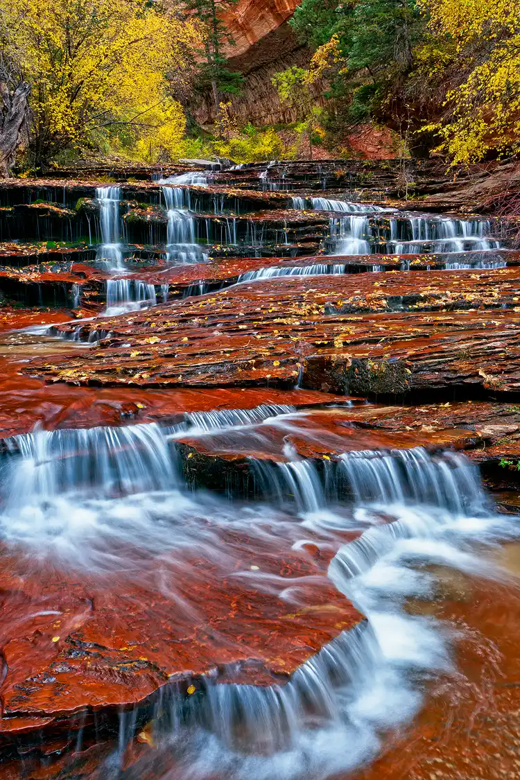 Fall leaves litter the stream as it cascades over shelves of red sandstone in this deep canyon of the Left Fork of North Creek in Zion National Park, Utah. Above, at the top of the cascades autumn trees frame the spill over point.