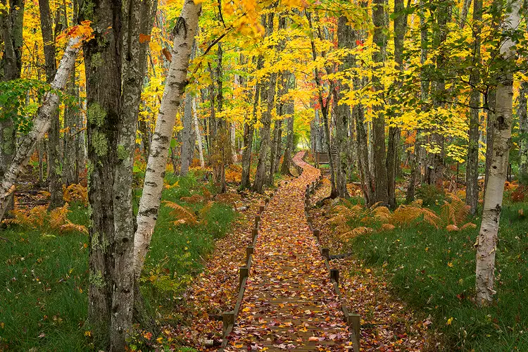 Path in the Sieur de Monts area of Acadia National Park in autumn.