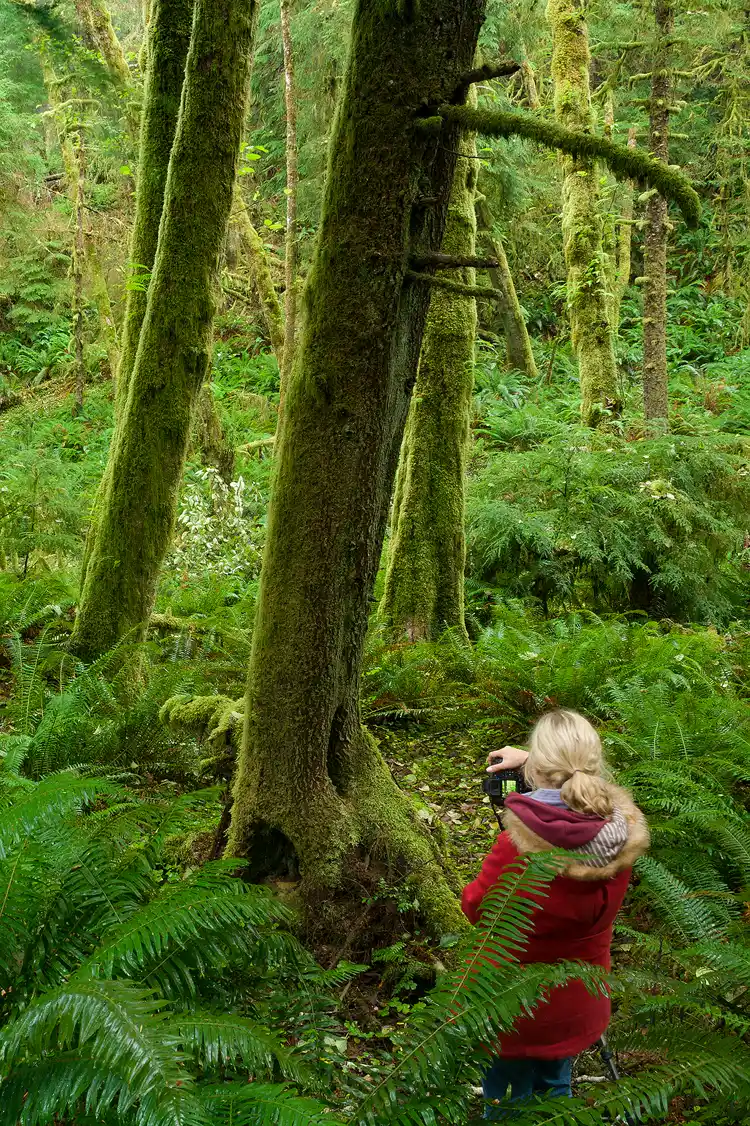 Photographer capturing the beauty of a lush rainforest.