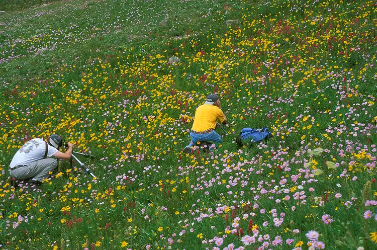 Photographers capturing a vibrant wildflower scene.