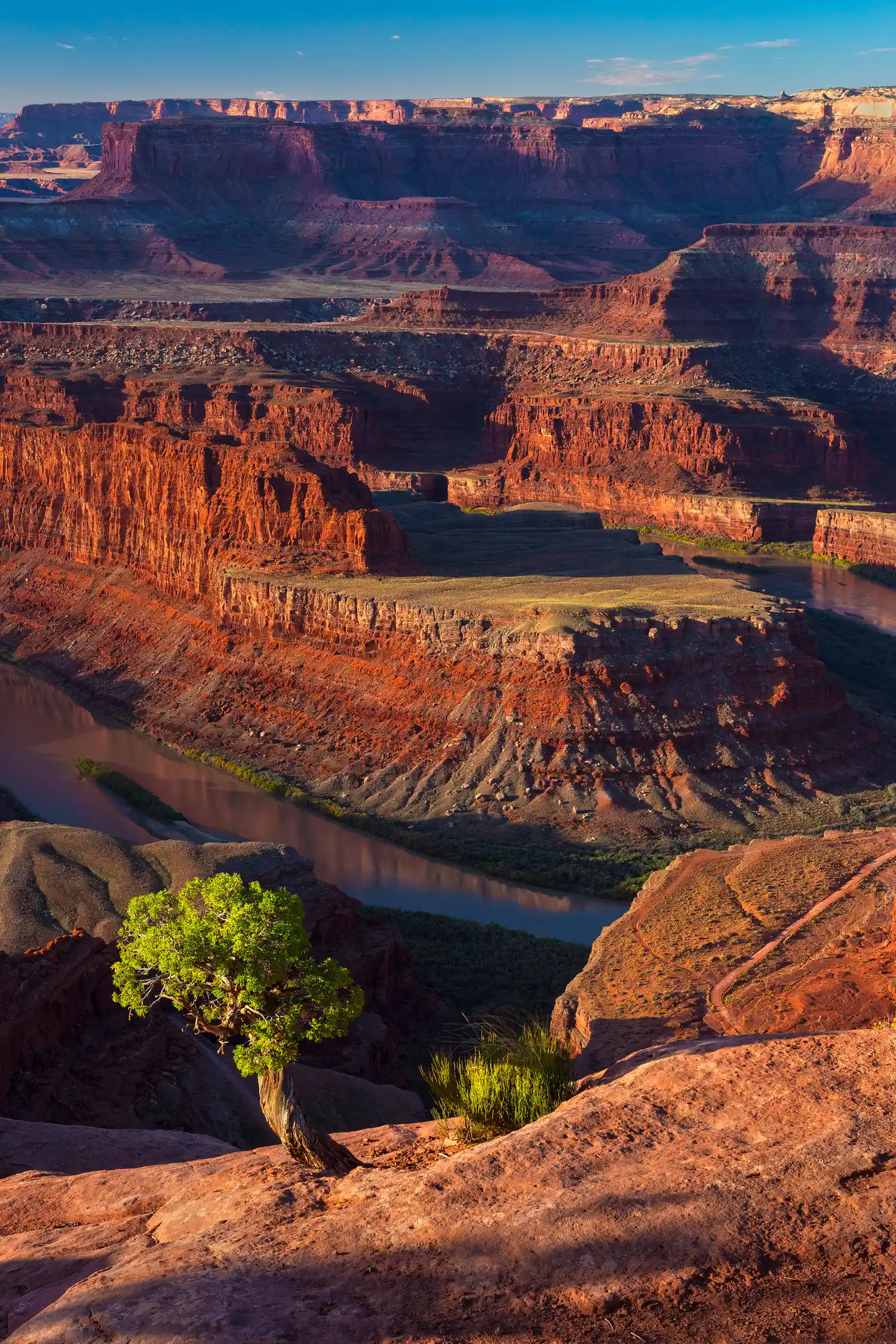 Juniper tree and Canyonlands view from Dead Horse Point State Park.