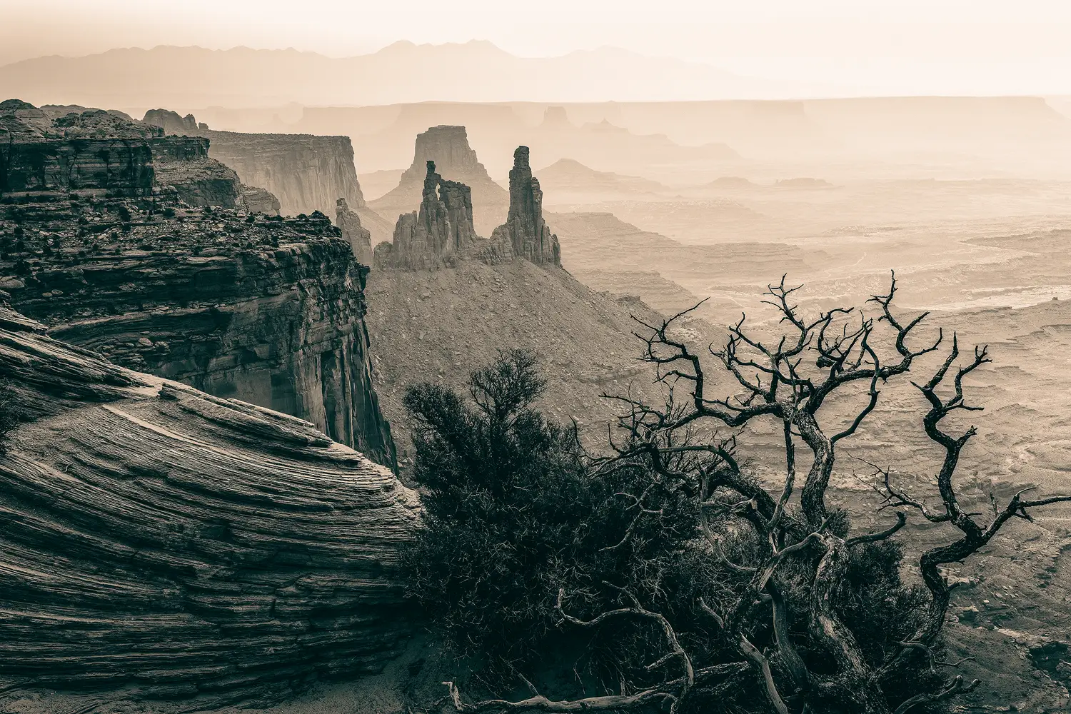 Stark branches in the foreground with buttes, ridges, and mesas in Canyonlands National Park (sepia-toned).
