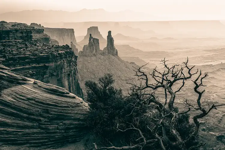 Dead bush and buttes in Canyonlands (sepia).