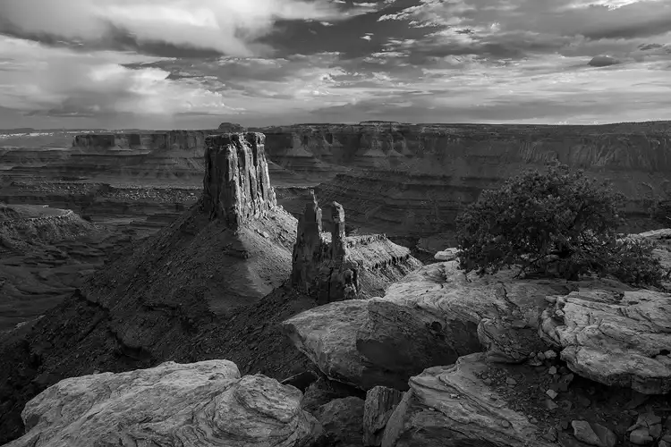Lone pine at Marlborough Point, Moab, Utah (black and white).