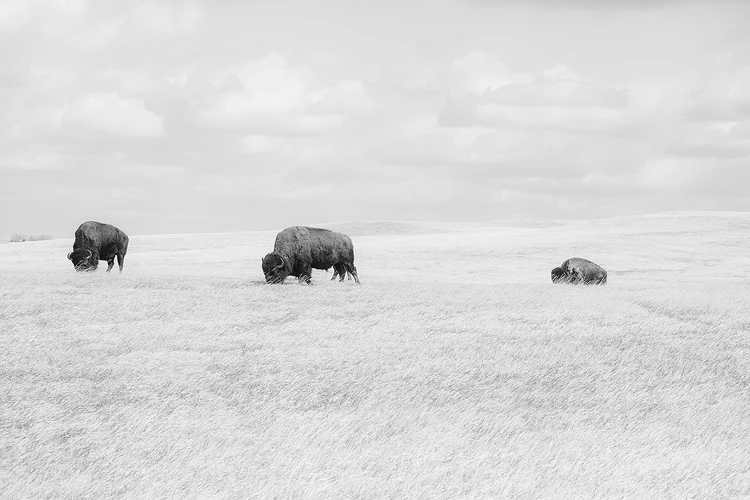 Three buffalo grazing on a prairie in Badlands National Park, in a high-key black and white photograph.