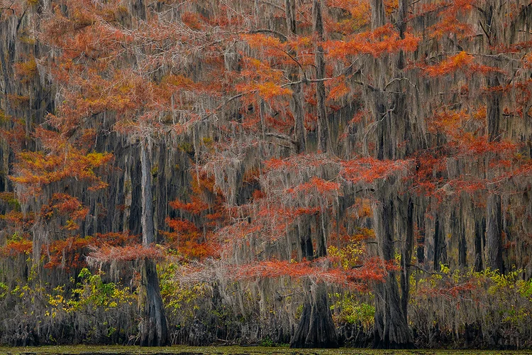 Autumn cypress forest at Caddo Lake.