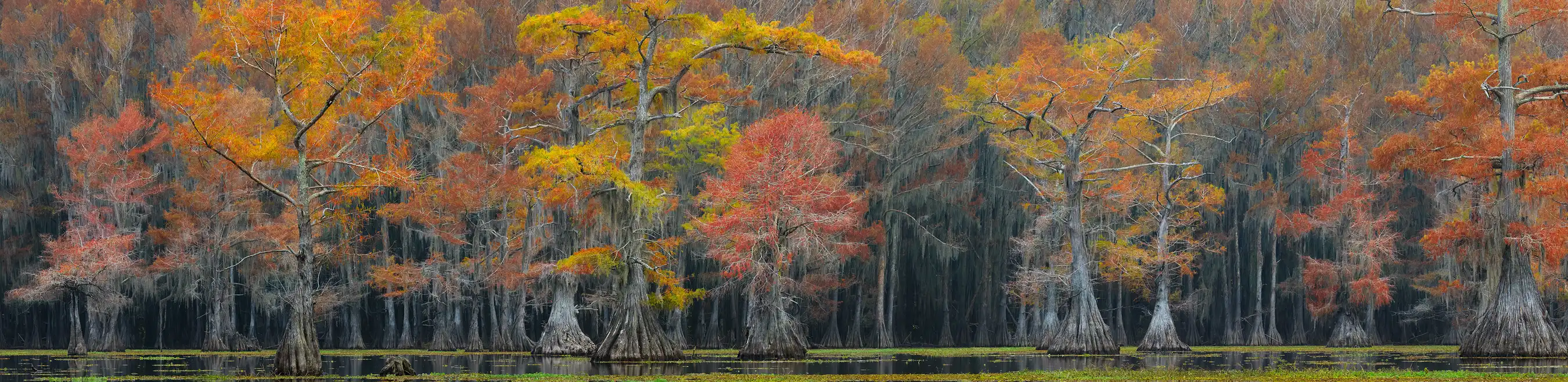Autumn cypress trees in dark water at Caddo Lake.