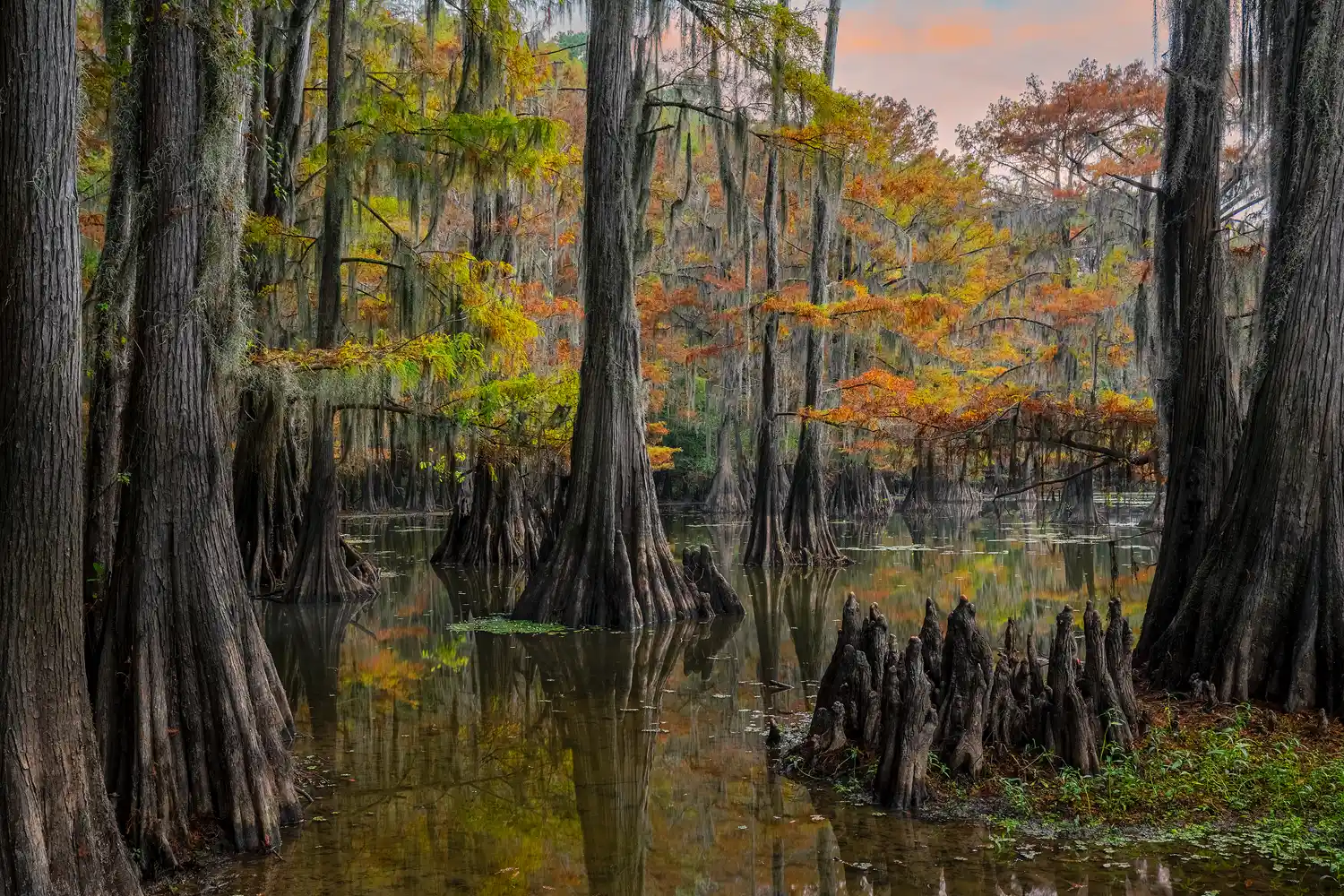 Cypress swamp reflections at sunset on Caddo Lake in autumn.