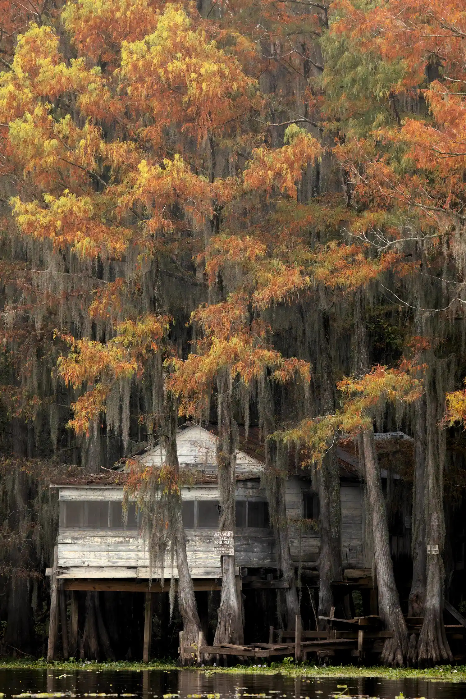 Dilapidated swamp shack on stilts among cypress trees at Caddo Lake.