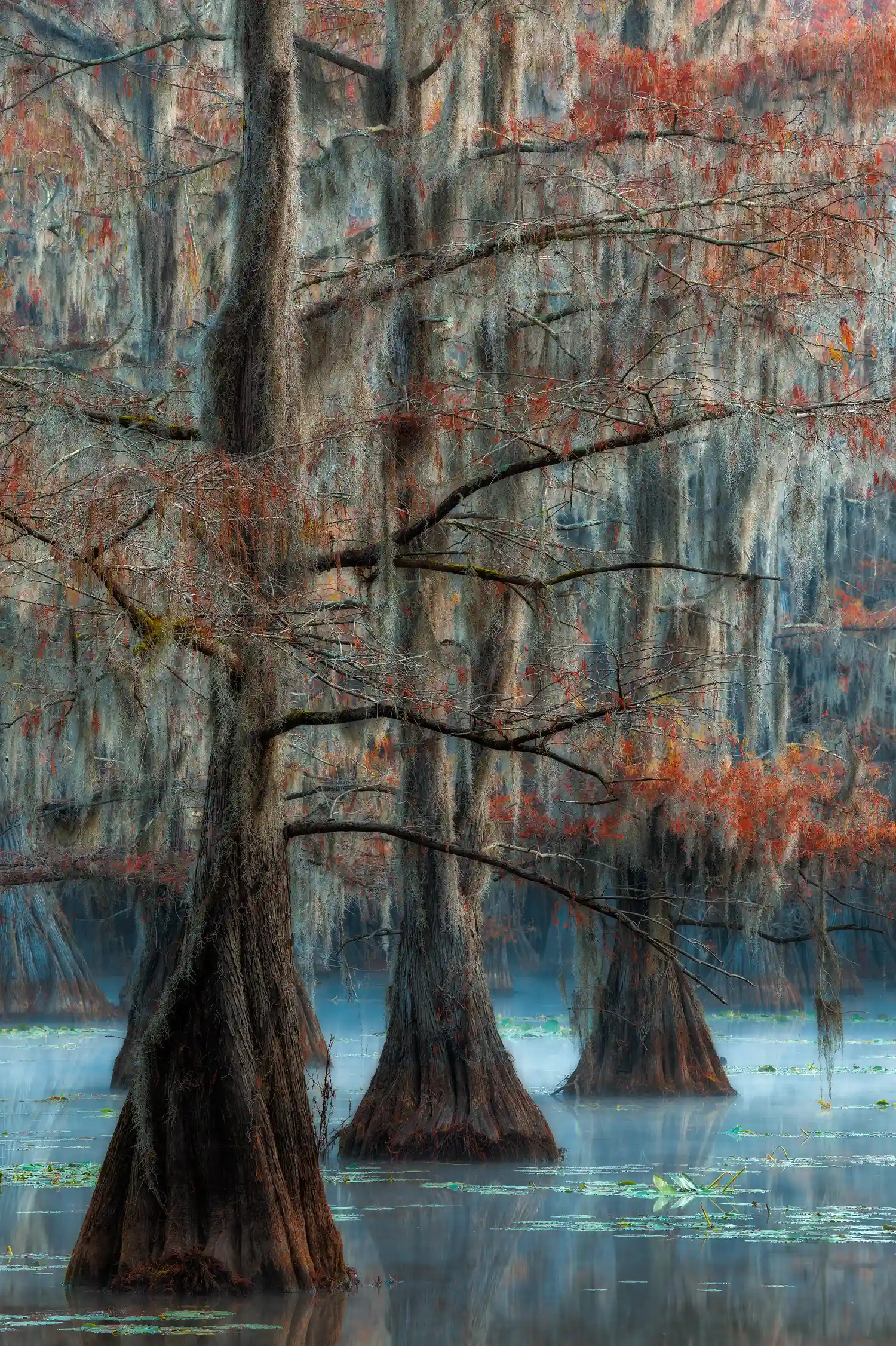 Cypress trees in mist on Caddo Lake in autumn.