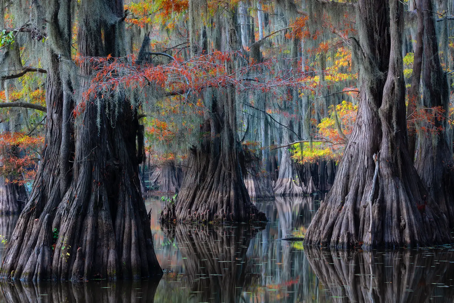 Cypress trees reflecting in Caddo Lake at twilight in autumn.