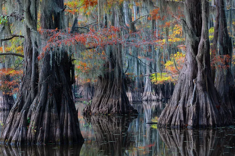 Cypress trees reflecting in Caddo Lake at twilight in autumn.