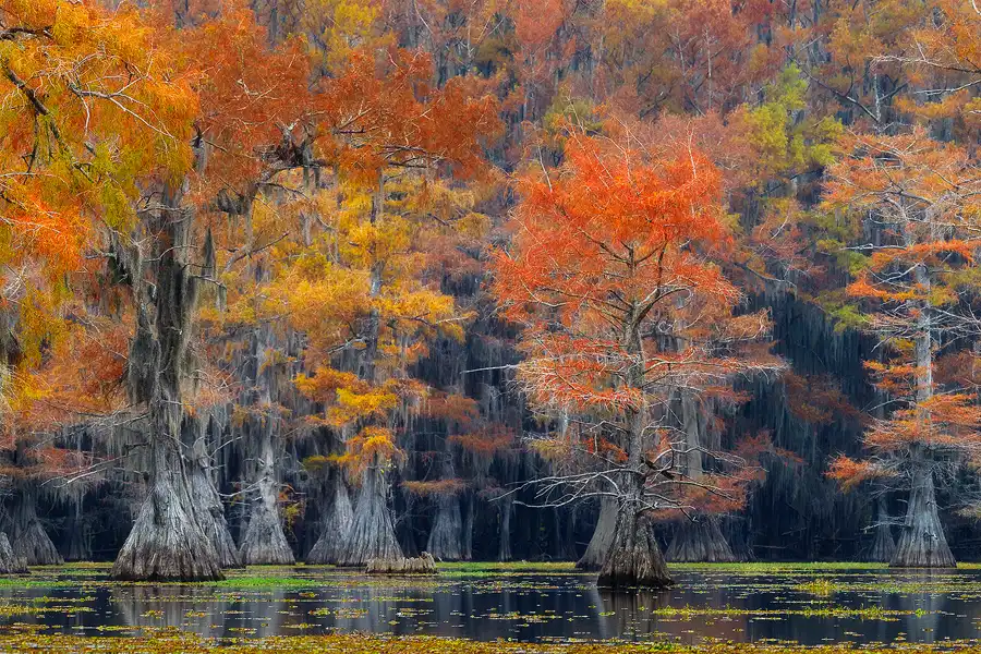 Caddo Lake Autumn Photography Workshop: Cypress trees with fall colors reflected in tranquil swamp waters.
