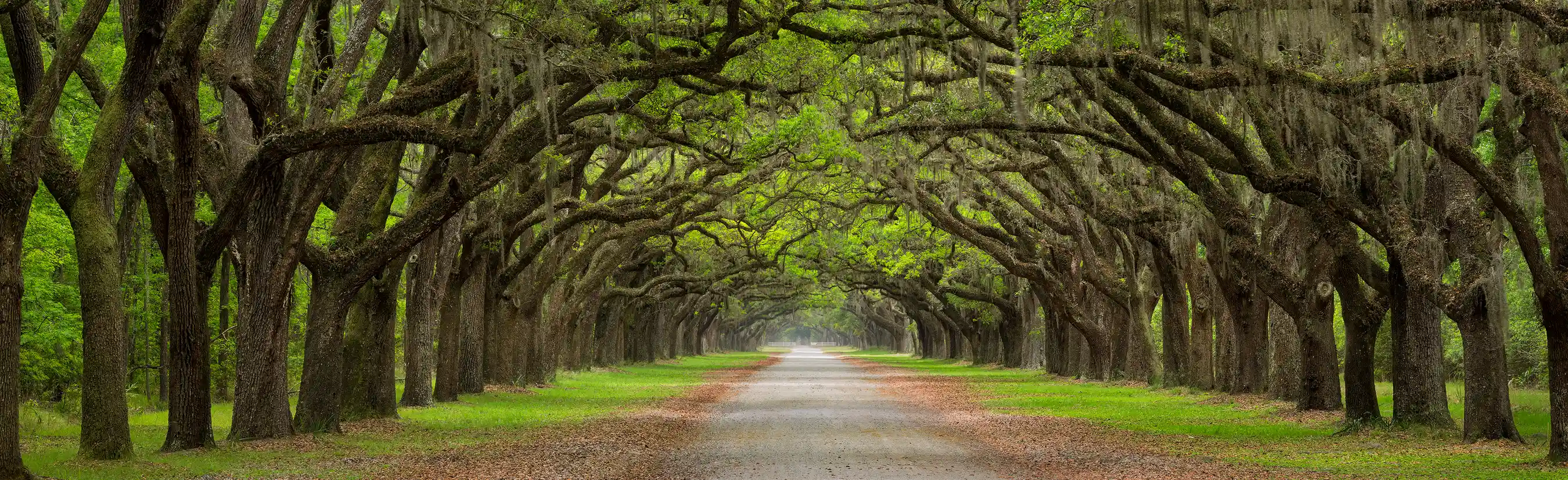 Serene image of Wormsloe Plantation's oak avenue with mist near Savannah, Georgia.