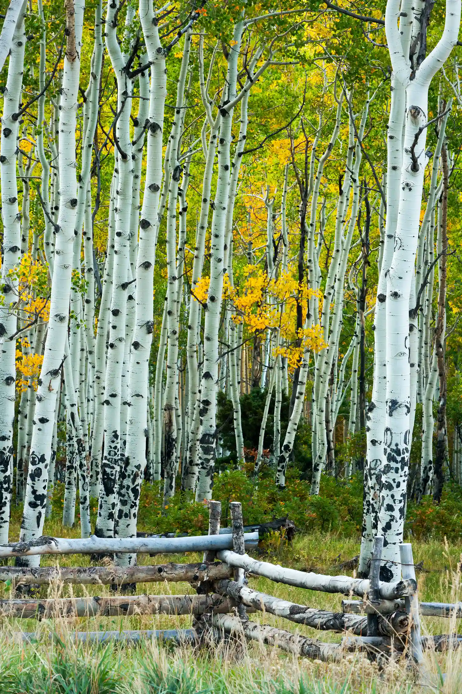 Experience the beauty of a Colorado aspen forest in fall: Light trunks, golden leaves, and a serene atmosphere, as featured in our workshop.