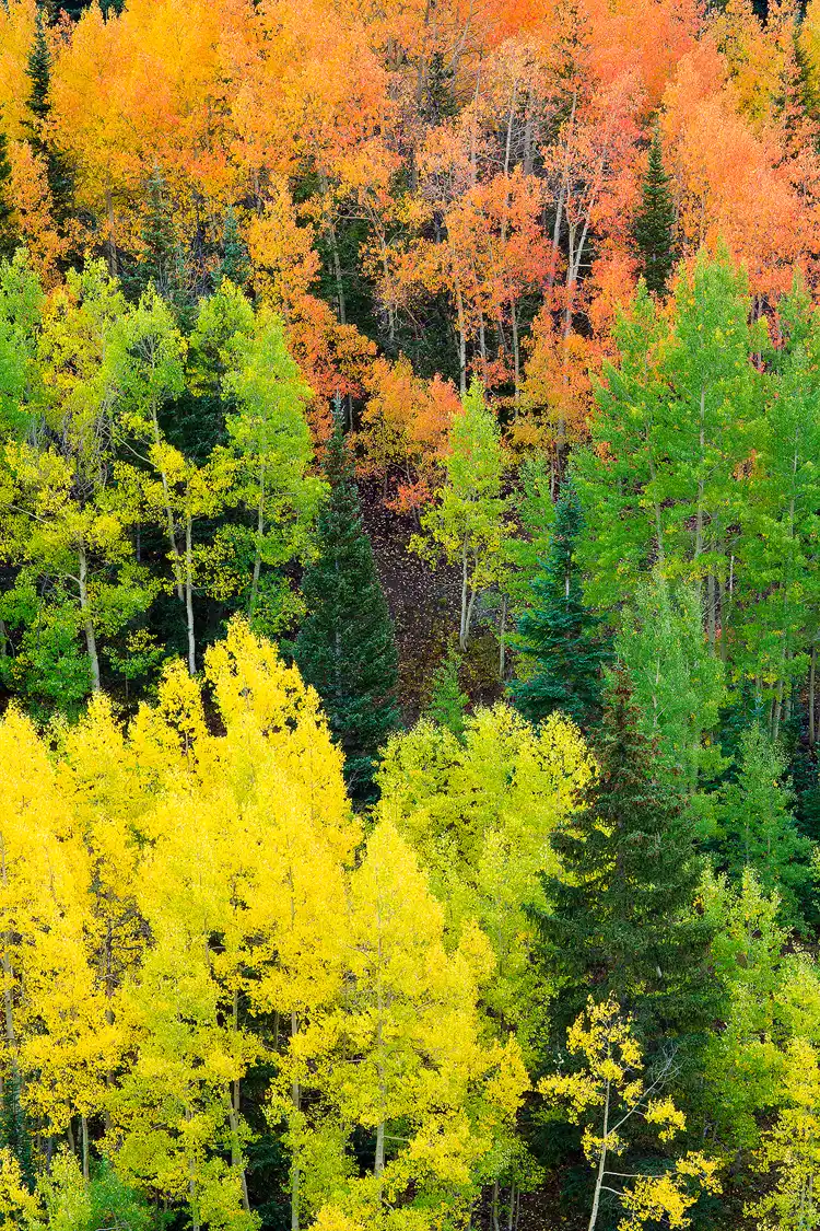 A stand of aspen trees in Red Mountain Pass, Colorado, displaying a mix of green, orange, and yellow fall foliage.