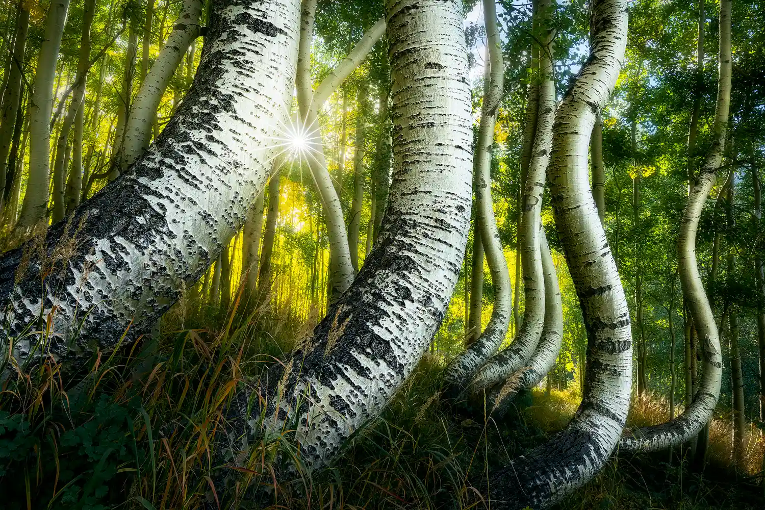 Early morning light creates a starburst effect through a grove of golden autumn aspens in the San Juan Mountains of Colorado, a highlight of our fall photography workshop.
