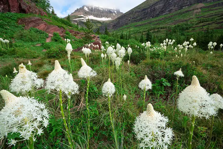 Bear grass and mountains in Glacier National Park