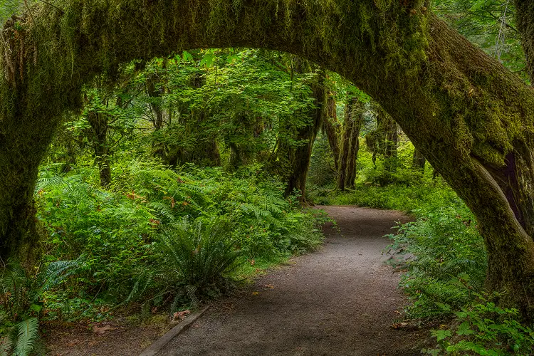 Workshop image; Photo of a walking path entering in the bottom middle of the frame and passing under a mature tree bent in a complete arch. The tree trunk and the others in the forest are completely covered by mosses, it's a vibrant green, rain forest with many ferns on the forest floor.