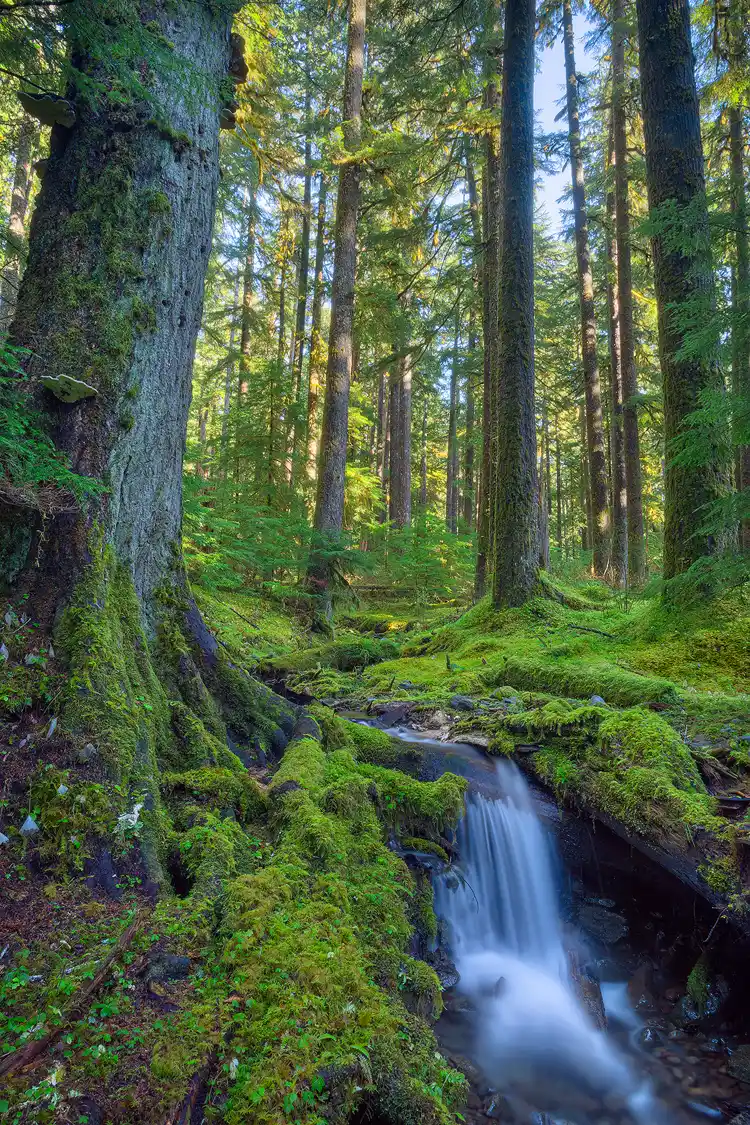 Photography location; A vertical photograph of the forest in the Sol Duc area. The foreground, bottom third, shows a stream cascading over a large exposed root of a nearby tree. The surrounding forest floor is completely moss covered. The upper two thirds of this image shows the branch-less trunks of tall evergreens rising from the mossy forest floor and reaching toward the sky.