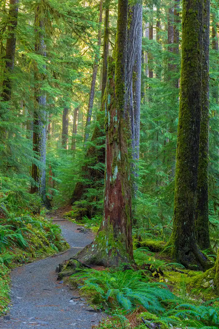 Workshop location; Sol Duc Falls Trail enters the frame in the bottom left of this vertical image. It is nicely maintained with gray gravel and meanders into the old growth forest until it rounds a corner and disappears into the trees about a third of the way up in the image. The remainder of the image, shows warm, early morning light filtering into the lush, green forest.