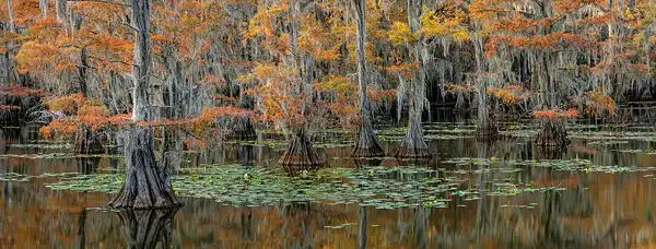 Autumn cypress trees, Caddo Lake swamp. Panoramic view. Photo by Rick Thompson.
