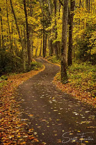 Winding road through autumn forest, Great Smoky Mountains. Golden and red fall foliage. Photo by Scott Fenton.