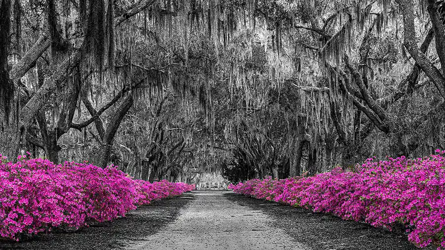 Blooming azaleas lining a drive beneath moss-draped live oaks in Bonaventure Cemetery.
