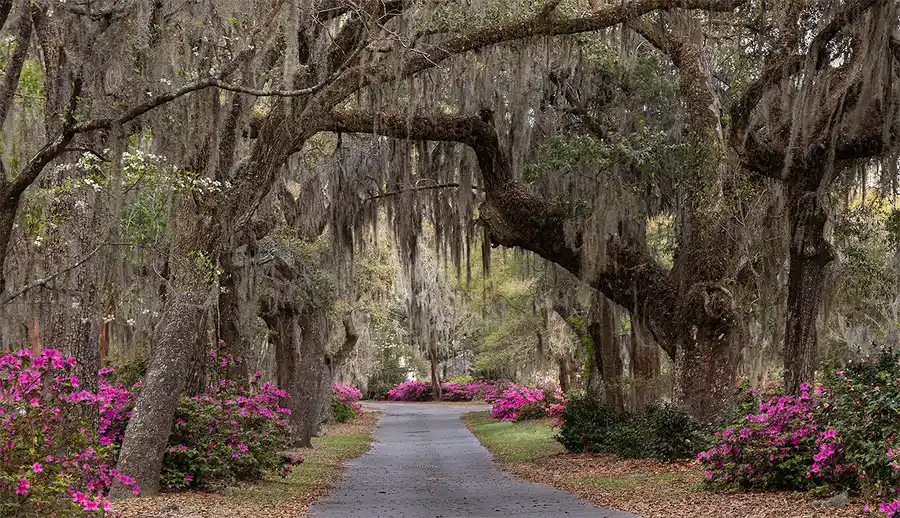 Moss-draped live oaks arching over a drive in Bonaventure Cemetery.