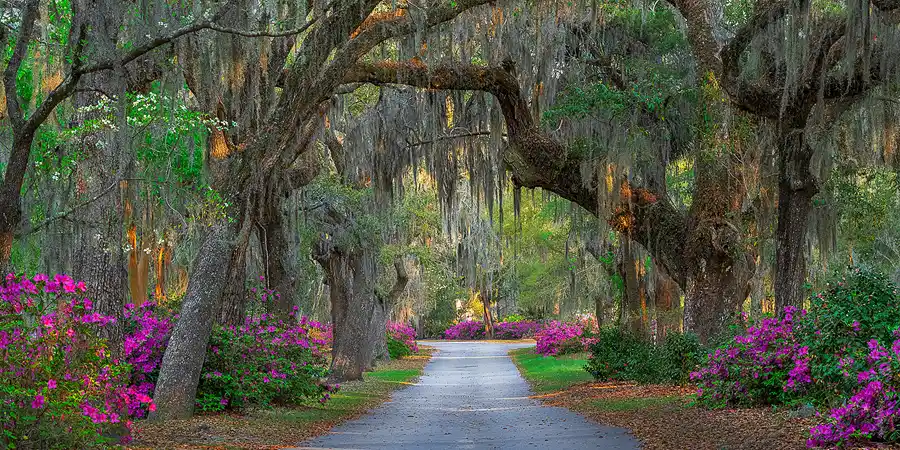 Moss-draped live oaks arching over a drive lined with blooming azaleas in Bonaventure Cemetery.