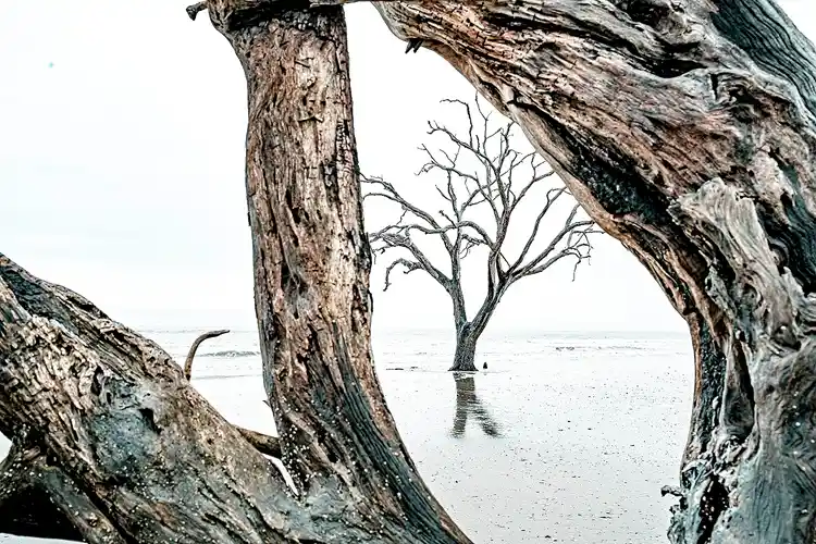 Weathered tree framed by driftwood against a bright, simplified background at Botany Bay's Boneyard Beach.