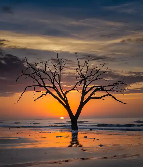 Dawn sun beneath a weathered tree at Botany Bay's Boneyard Beach.