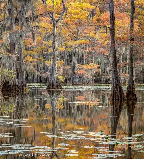 Autumn cypress trees draped with Spanish moss reflecting in the still waters of Mill Pond at Caddo Lake State Park.