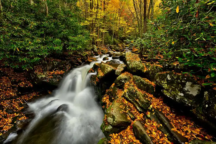 Mountain stream winding through moss-covered boulders beneath colorful autumn forest in Great Smoky Mountains National Park.