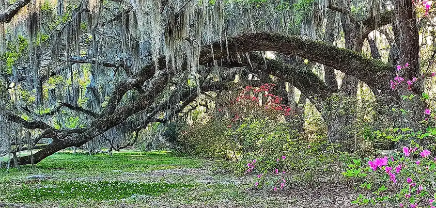 Low, sweeping live oaks draped with Spanish moss at Magnolia Plantation & Gardens.