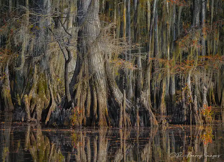 Massive cypress trees draped with Spanish moss rising from the still waters of Big Cypress Bayou near Caddo Lake.