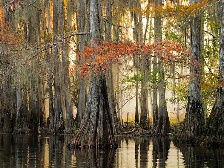 Sunrise glow illuminating morning fog behind cypress trees along Big Cypress Bayou at Caddo Lake.