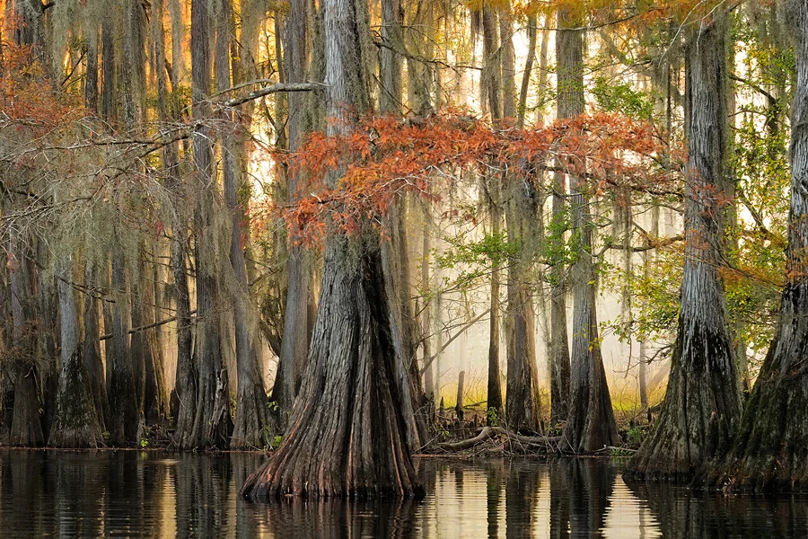 Sunrise glow illuminating morning fog behind cypress trees along Big Cypress Bayou at Caddo Lake.